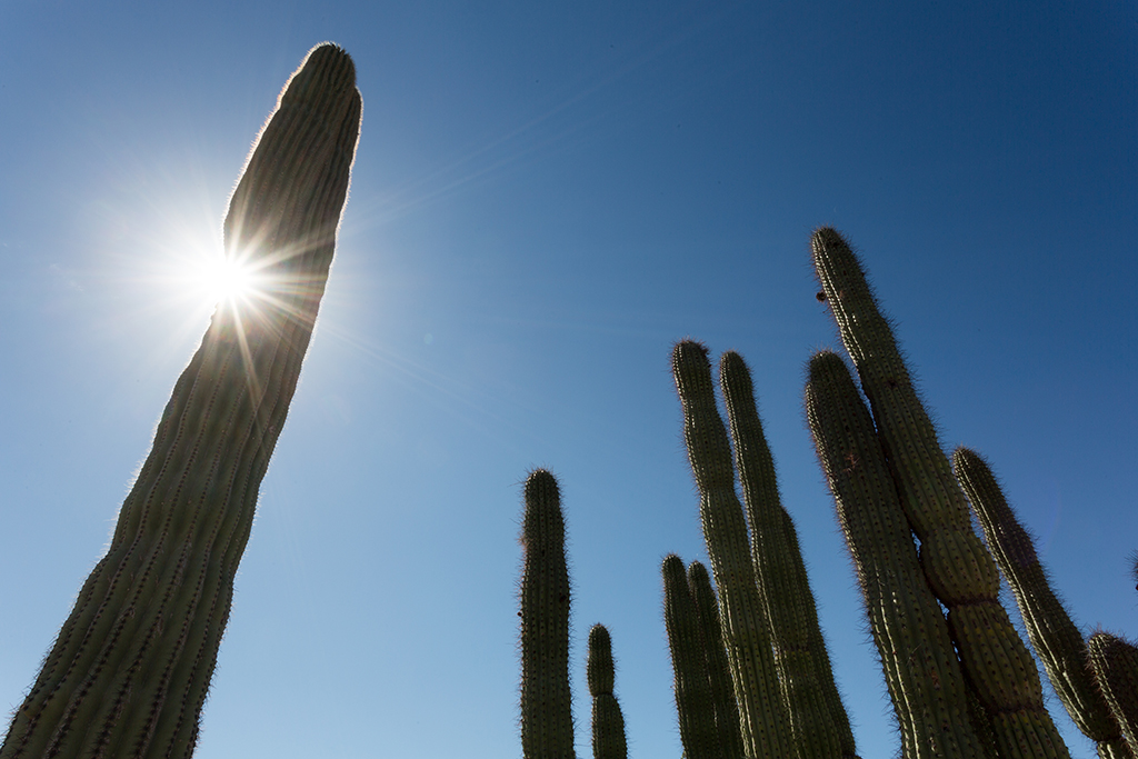 10-19 - 02.jpg - Organ Pipe Cactus National Monument